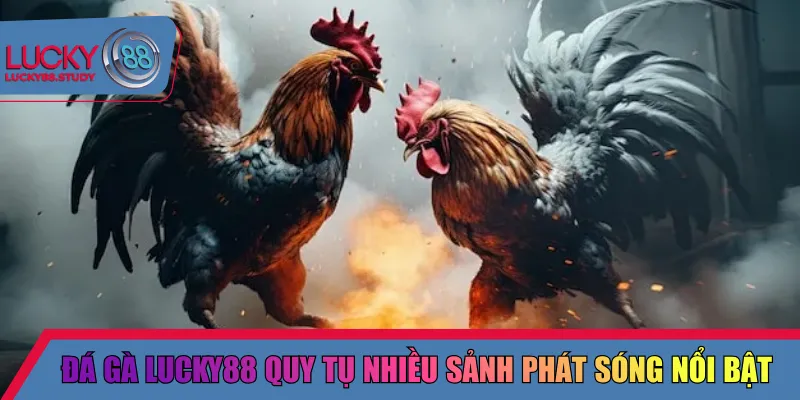 Đá gà Lucky88 quy tụ nhiều sảnh phát sóng nổi bật