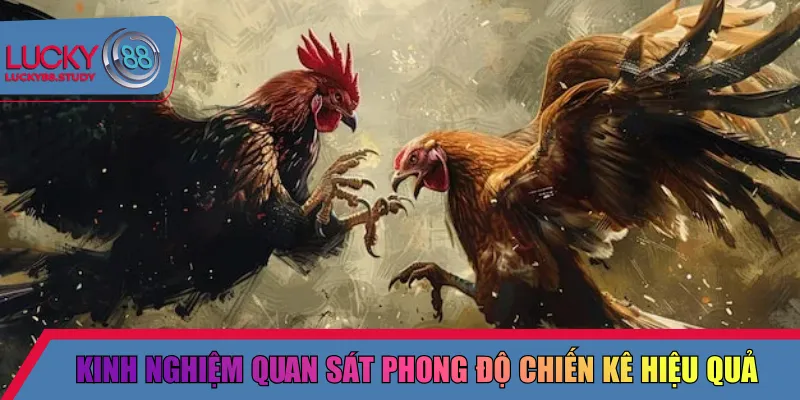 Kinh nghiệm quan sát phong độ chiến kê hiệu quả